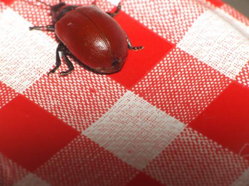 Chrysomela populi